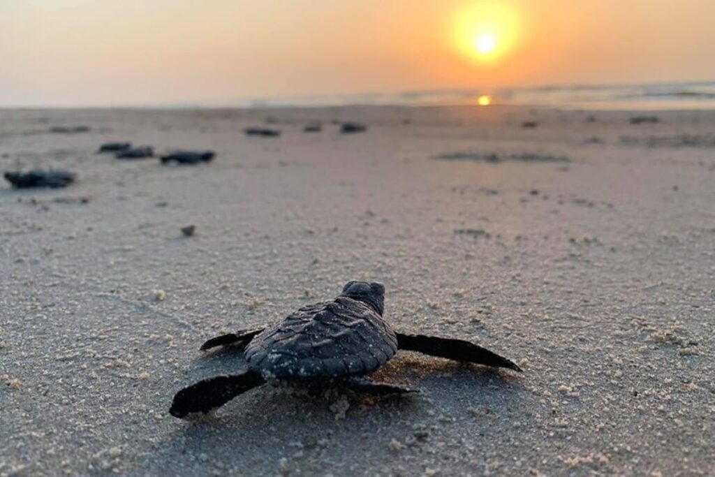  Bentota Ride's Turtle Hatchery, Sri Lanka