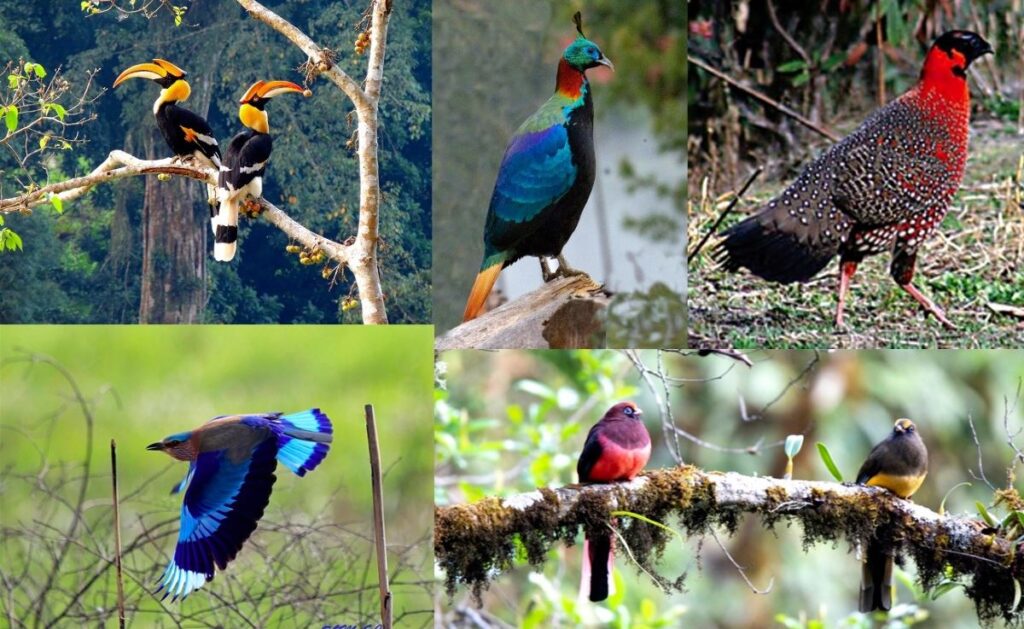 Bird Watching in Bhutan