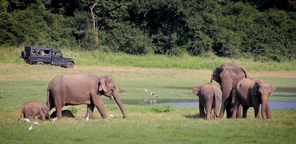 Biodiversity in Sri Lanka 