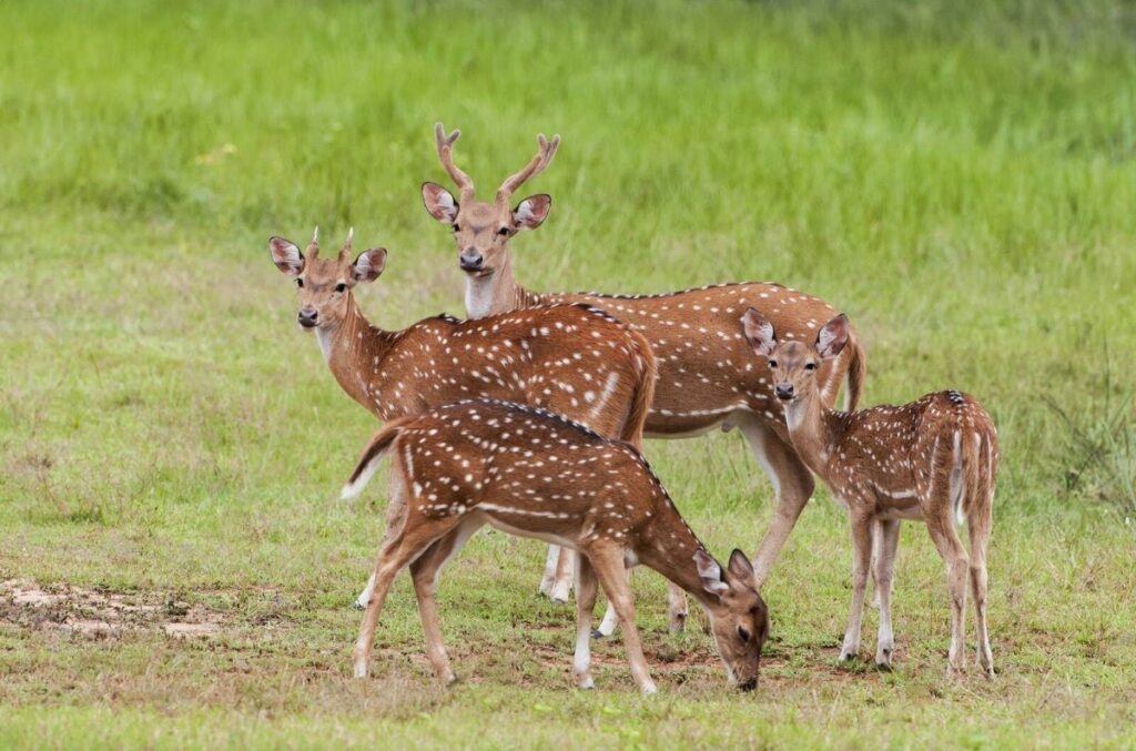 Camping in Yala National Park