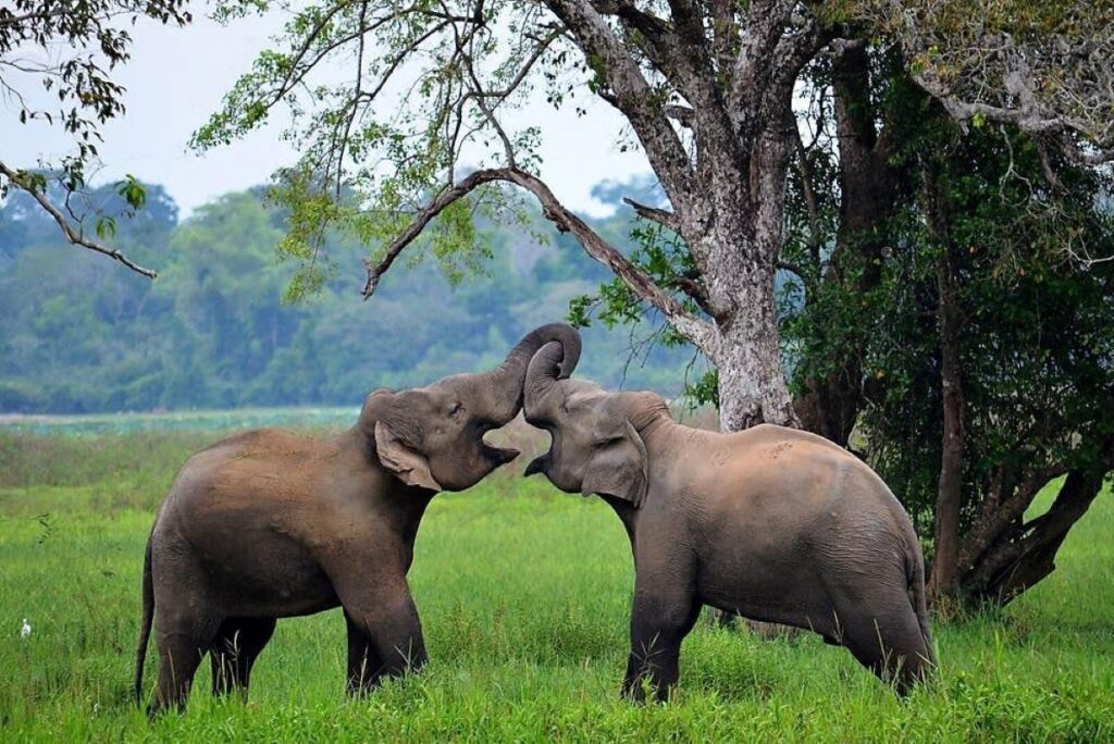 National Park at Horton Plains, Sri Lanka 