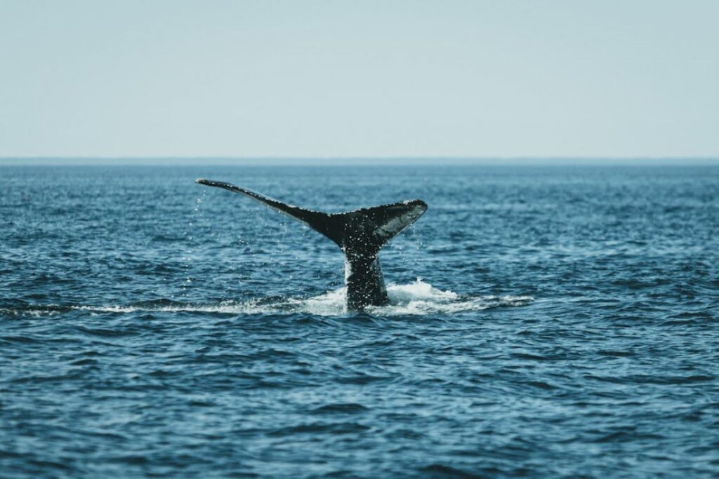 Whale Watching at Mirissa Fishery Port 