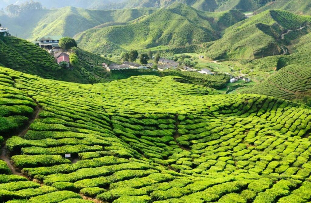 Cameron Highlands  Malaysia