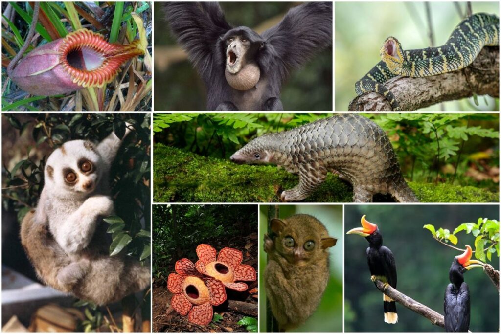 Flora and Fauna of Malaysia