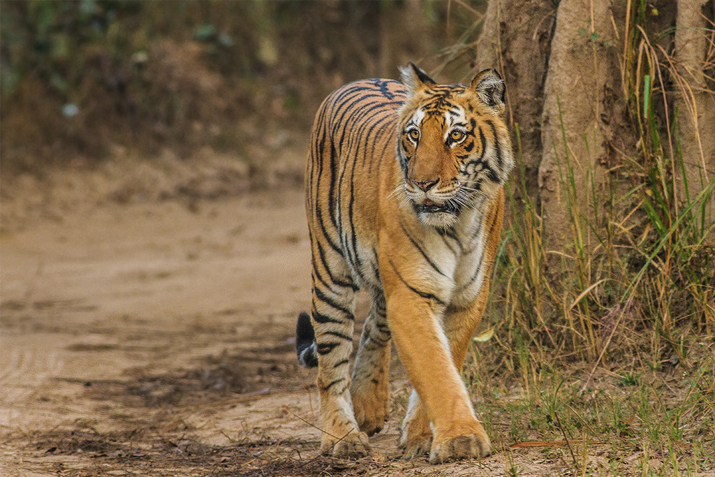 Jim Corbett Park - India